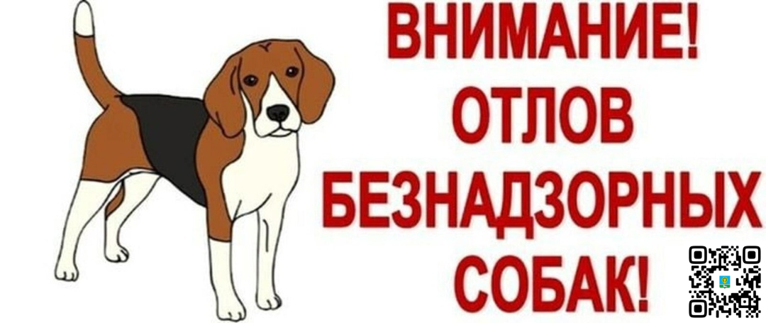 Отлов собак.